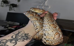 Corn Snake reptiles for sale: corn snake for sale viv and accessories included - Image 5