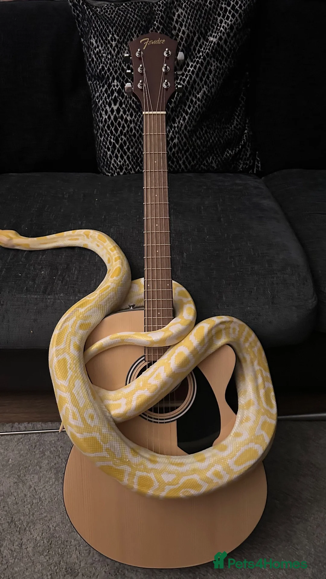 Python Snake reptiles for sale: Albino Python LARGE - Advert 13