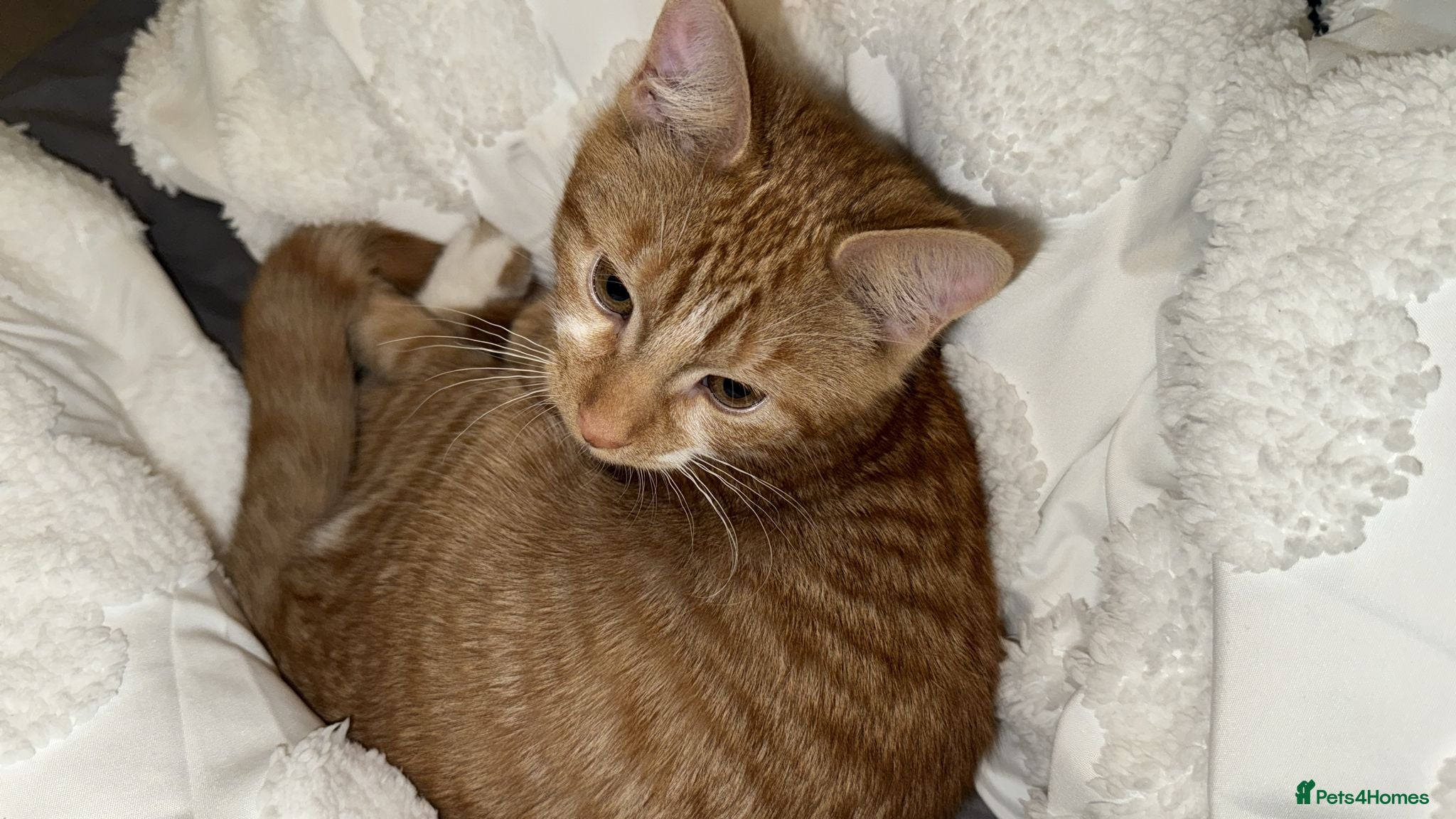 Mixed Breed cats Garfield  - Advert 1