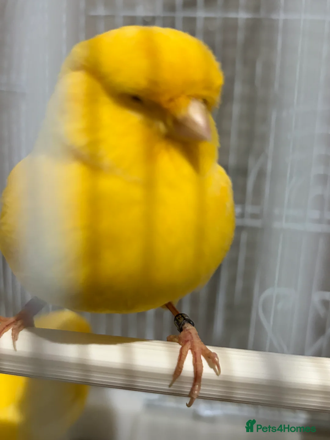 Canaries birds for sale: Mix selection of canaries Norwich/Border  - Advert 2