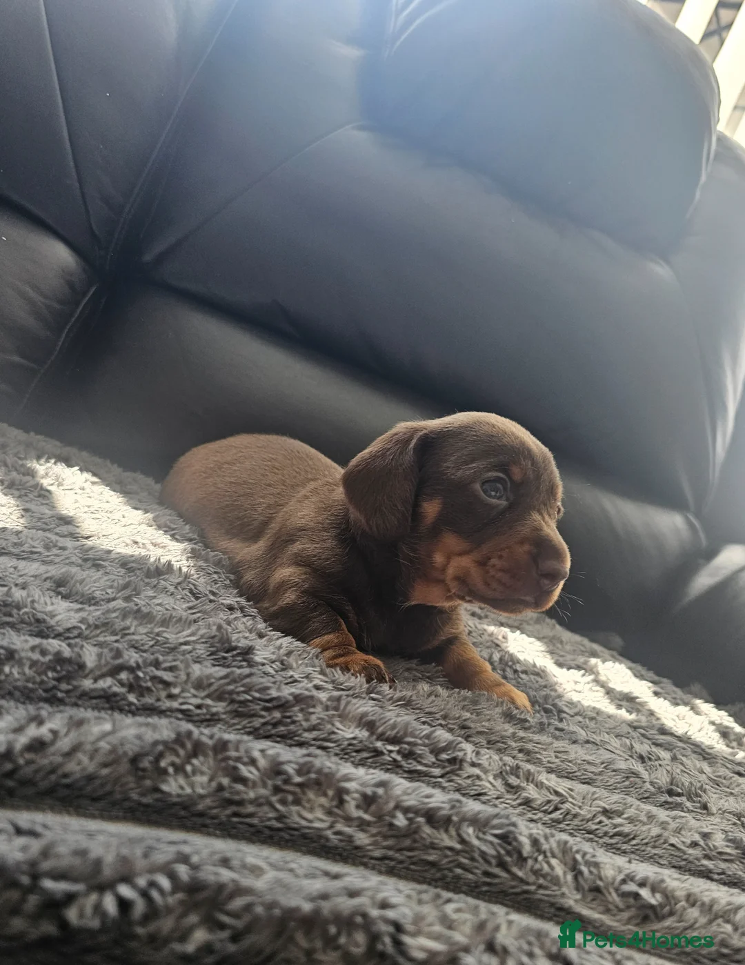 Miniature Dachshund dogs for sale: Female dachshund puppy  in Cardiff - Advert 7