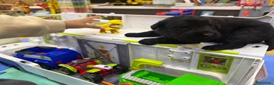 Giant Schnauzer Puppy 2