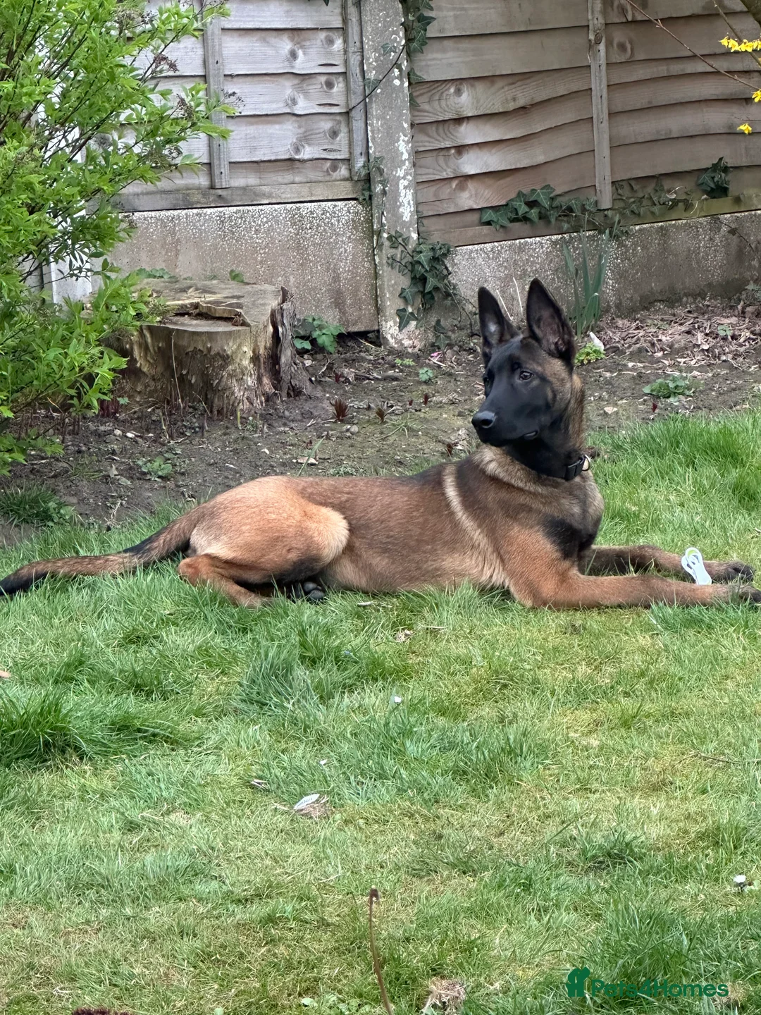 Belgian Shepherd Dog dogs for sale: Reggie malinios  - Advert 3