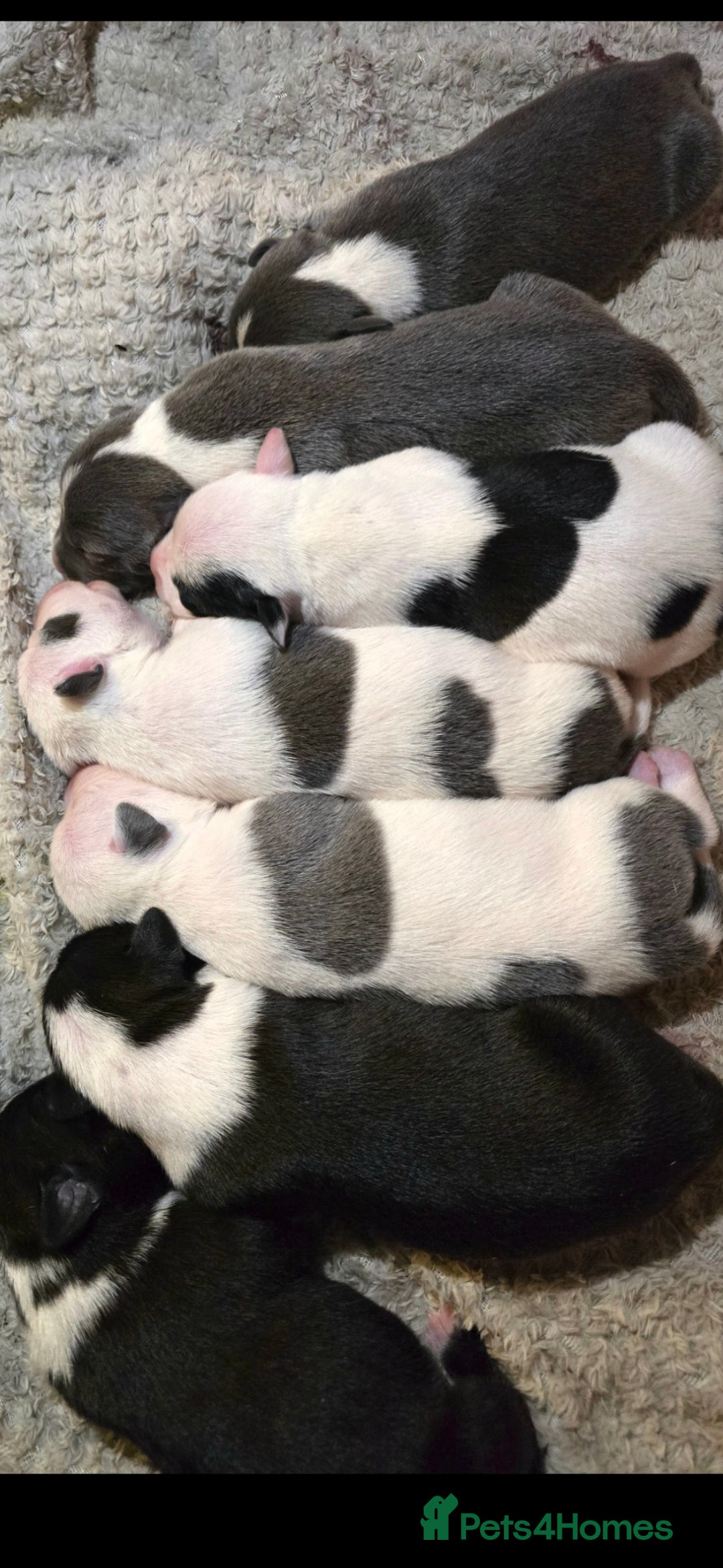 Staffordshire Bull Terrier dogs for sale: Staffordshire terrier puppies  - Advert 5