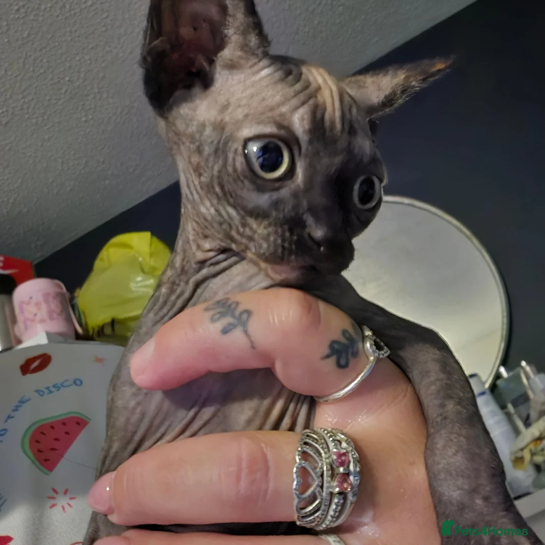 Sphynx cats for sale: Grey/marbel female sphynx kitten - Advert 5
