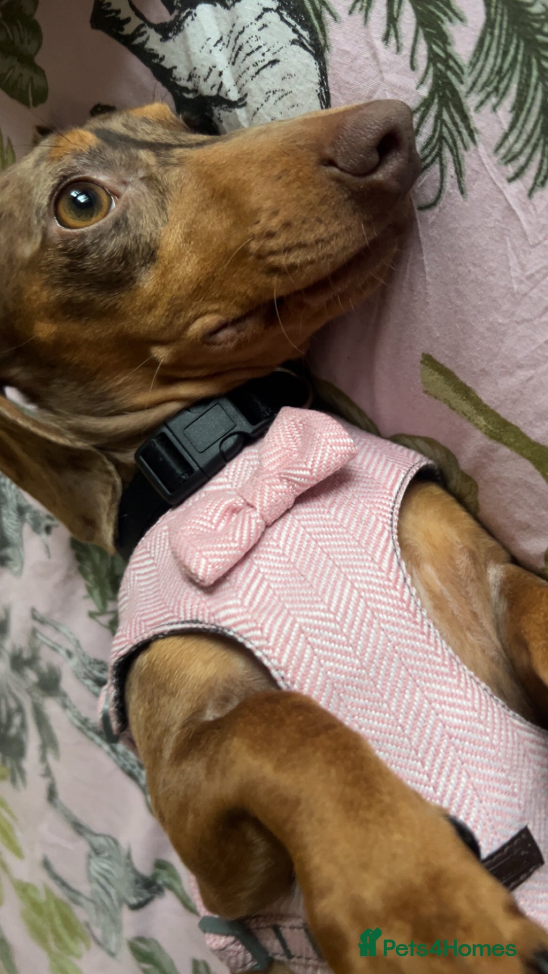 Miniature Dachshund dogs for sale: Poppy Miniature dachshund   - Advert 2