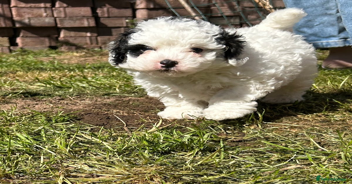 Toy Cavapoo male tri parti roan for sale in Cannock | Pets4Homes