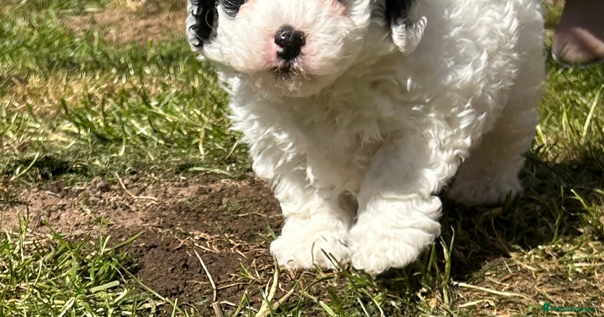 Toy Cavapoo male tri parti roan for sale in Cannock | Pets4Homes