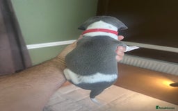 Whippet dogs for sale: Rare colours full pedigree KC Reg whippet pups  - Image 39