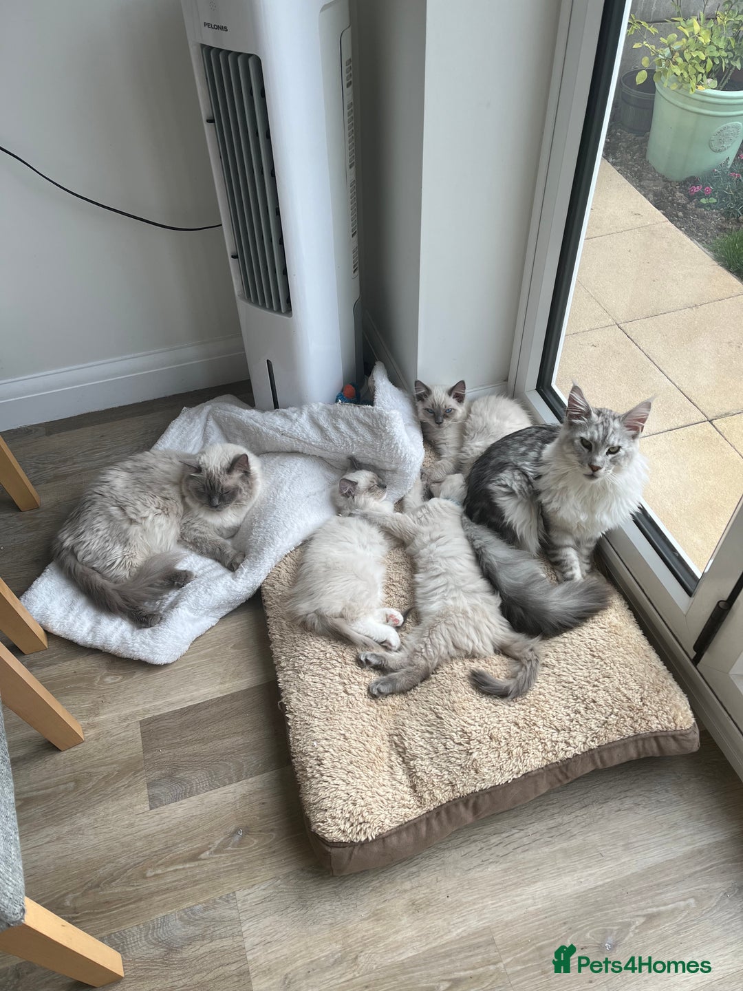 Ragdoll cats for sale: 2 Adorable Bluepoint boy Kittens left!  - Image 36