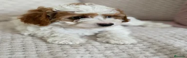 Cavapoo 1