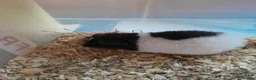 Guinea Pig rodents for sale: Baby Teddy boys and girls - Advert 6