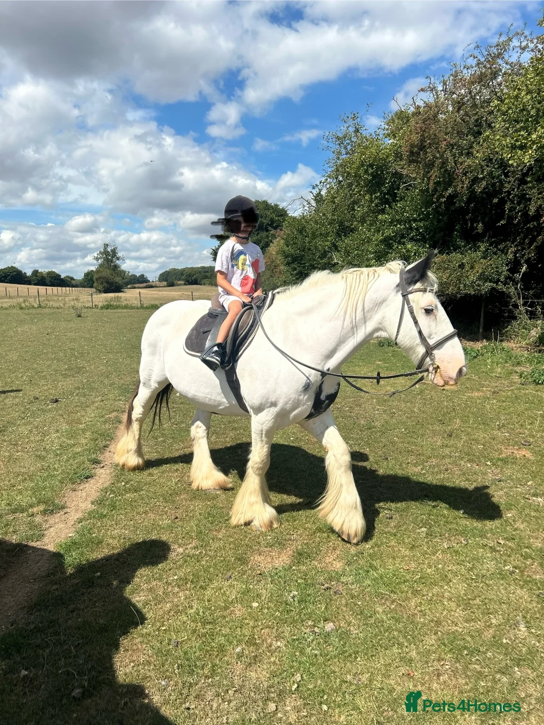 Irish Cob horses for sale: Ride & drive heavy cob  - Advert 2