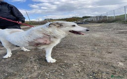 Mixed Breed dogs for adoption: Elena - Marlborough Wiltshire  - Advert 2