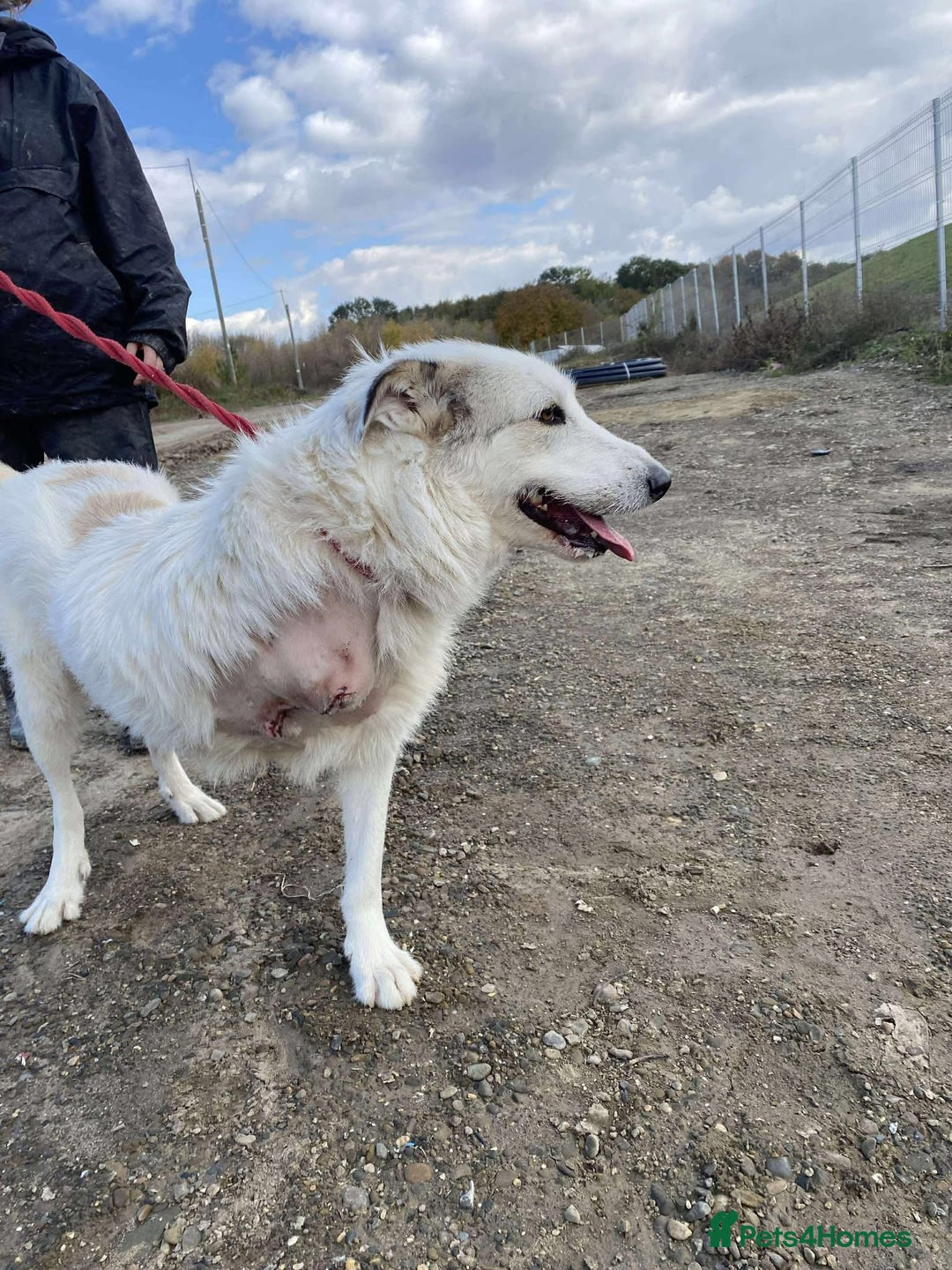 Mixed Breed dogs for adoption: Elena - Marlborough Wiltshire  - Advert 2