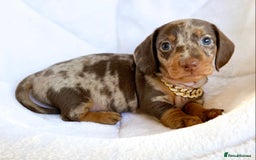 Miniature Dachshund dogs for sale: READY NOW PRA CLEAR DACHSHUND PUPPIES - Image 19