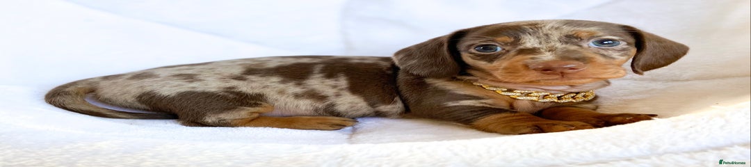 Miniature Dachshund Puppy 3