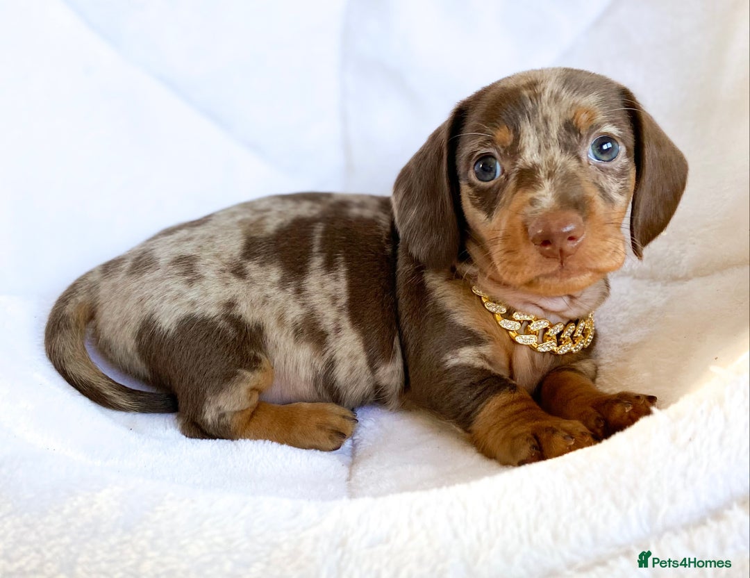 Miniature Dachshund dogs for sale: READY NOW PRA CLEAR DACHSHUND PUPPIES - Image 19