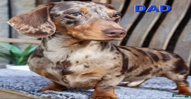 Miniature Dachshund dogs - Advert 2