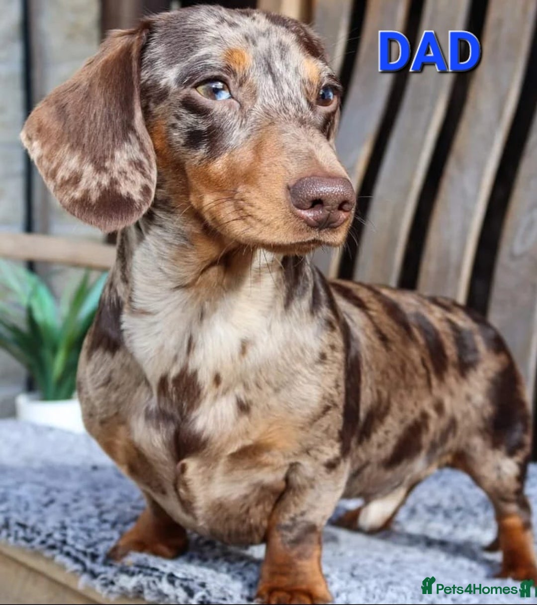 Miniature Dachshund dogs for sale: 💜Extra miniature chocholate dapple daschunds💜  - Image 3