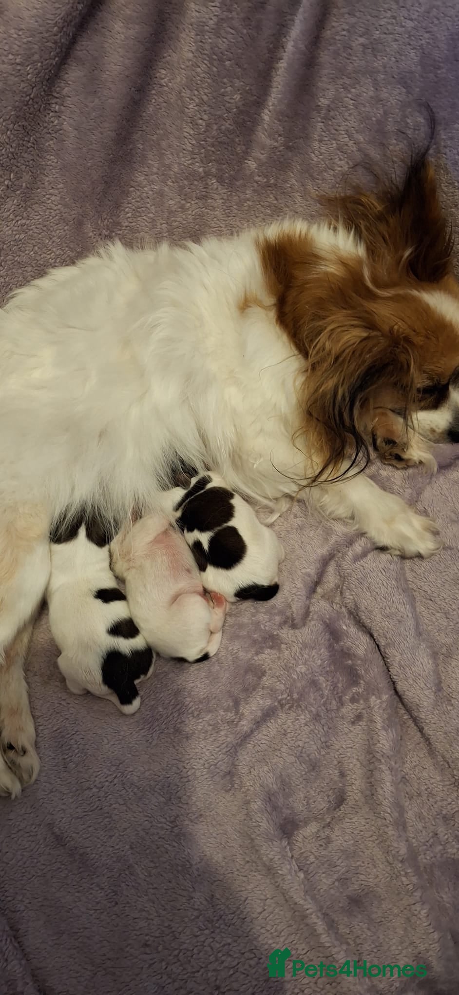 Papillon dogs Papillon puppy girls - Advert 5