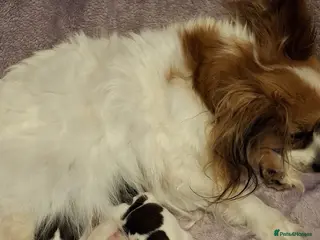 Papillon dogs Papillon puppy girls - Advert 3