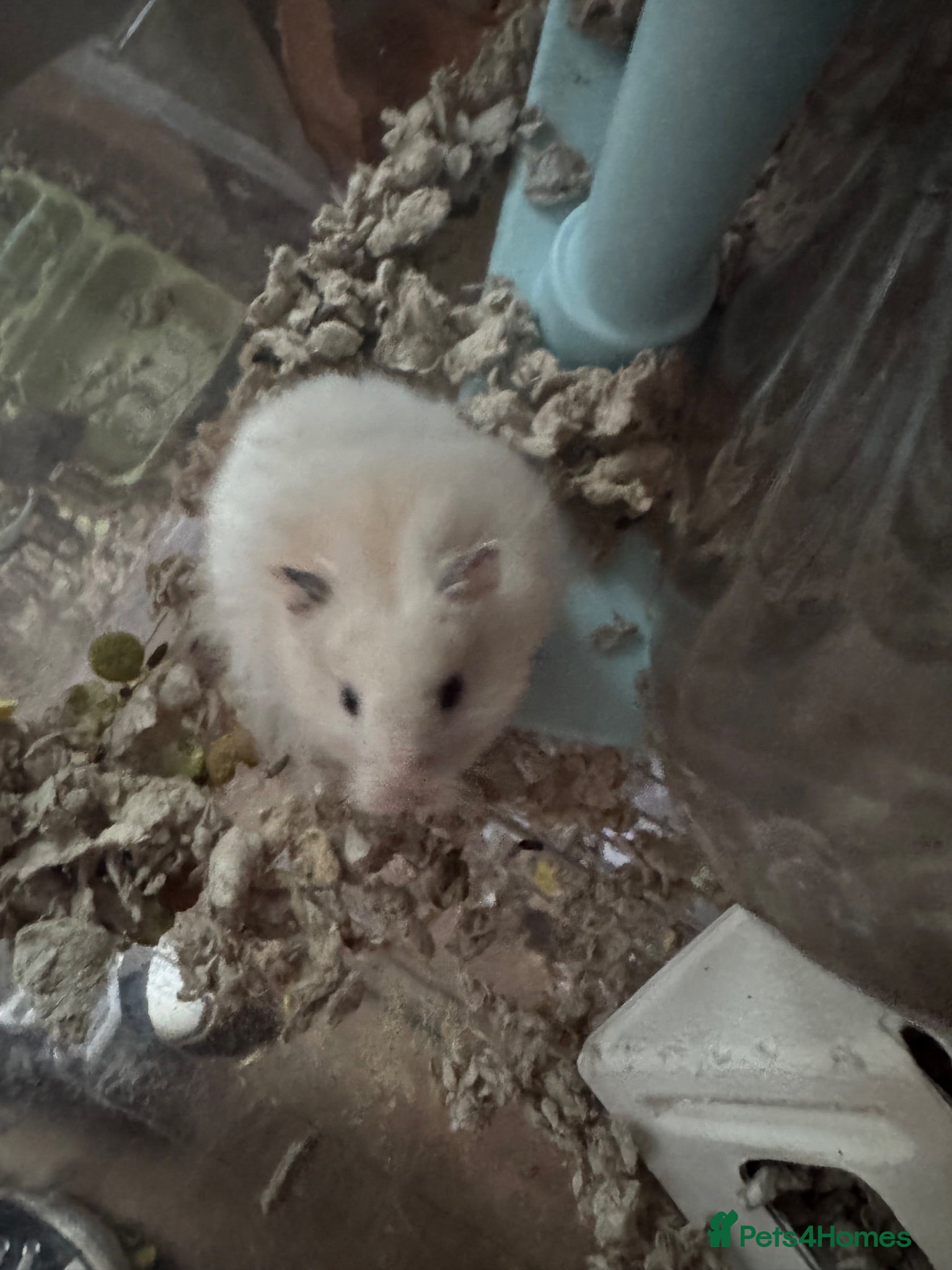 Hamster rodents Male syrian hamster - Advert 18