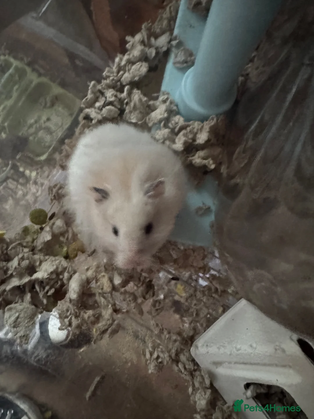 Hamster rodents for sale: 3 syrian hamsters - Advert 3