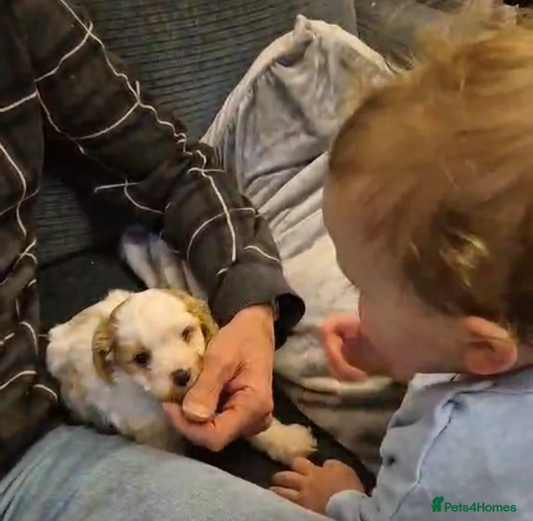 Cavapoo dogs for sale: Stunning Toy Cavapoo pups DNA Health tested CLEAR - Advert 8