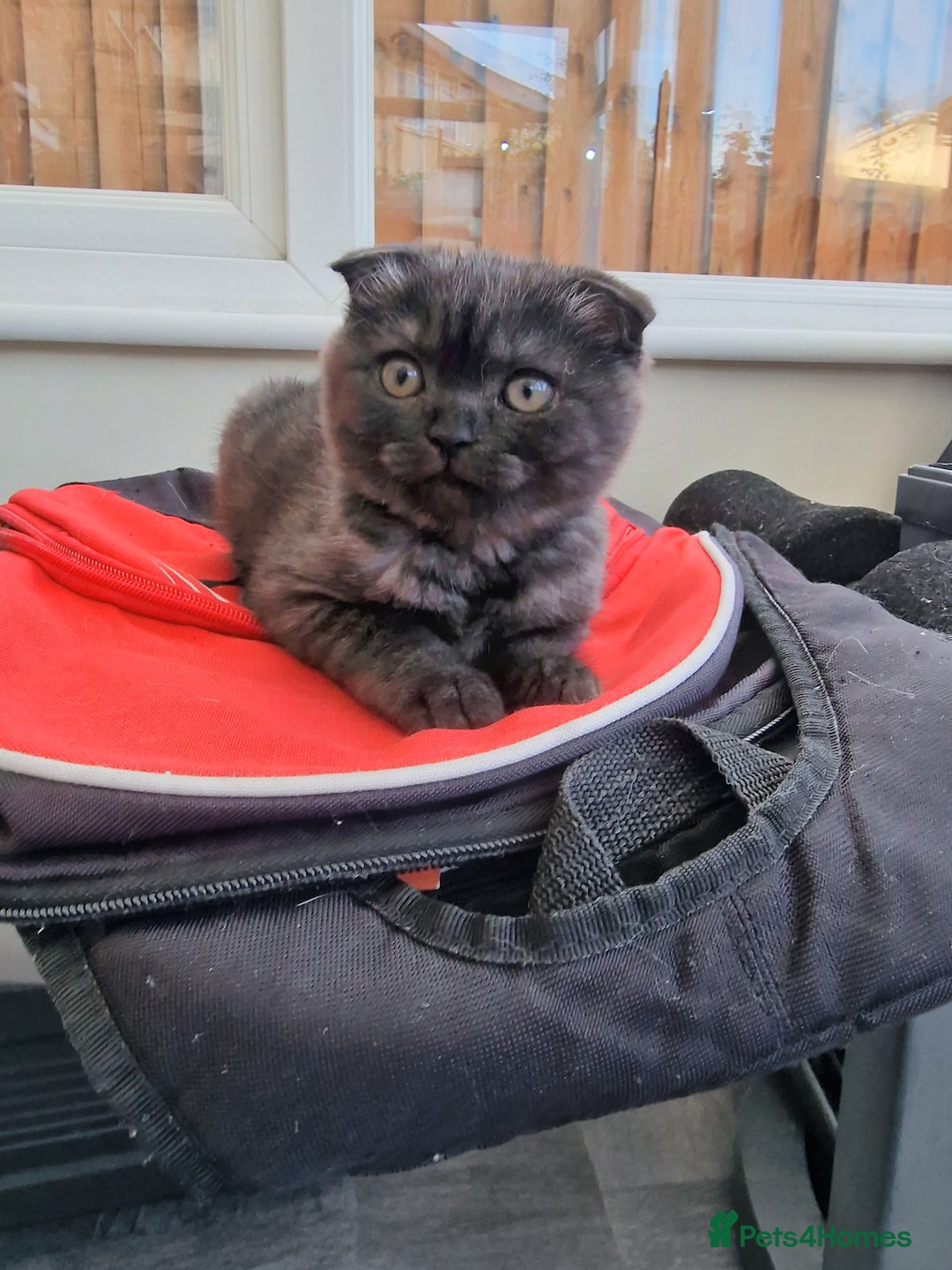 Scottish Fold cats for sale:  Scotish Fold Tabby Kitten - Image 2