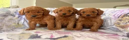 Labradoodle dogs for sale: LICENSED BREEDER F2b miniature labradoodles - Advert 32