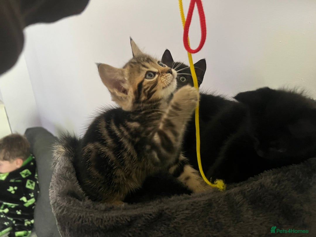 Domestic Shorthair cats for sale: 6 beautiful kittens for sale. - Image 3