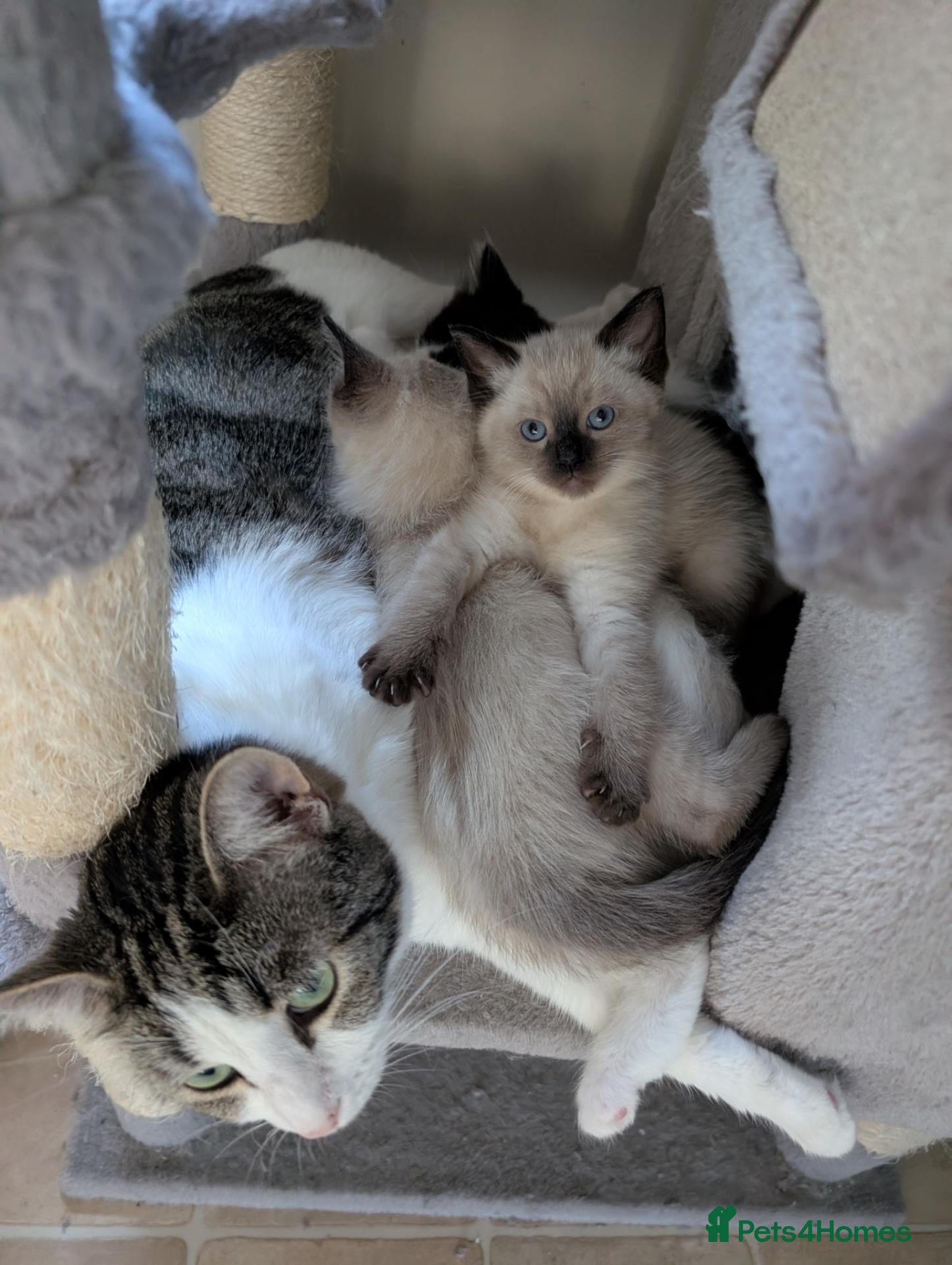 Mixed Breed cats 4 Ragdoll Cross Kittens - Advert 2