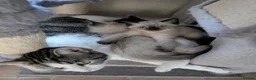Mixed Breed cats for sale: 4 Ragdoll Cross Kittens - Advert 2