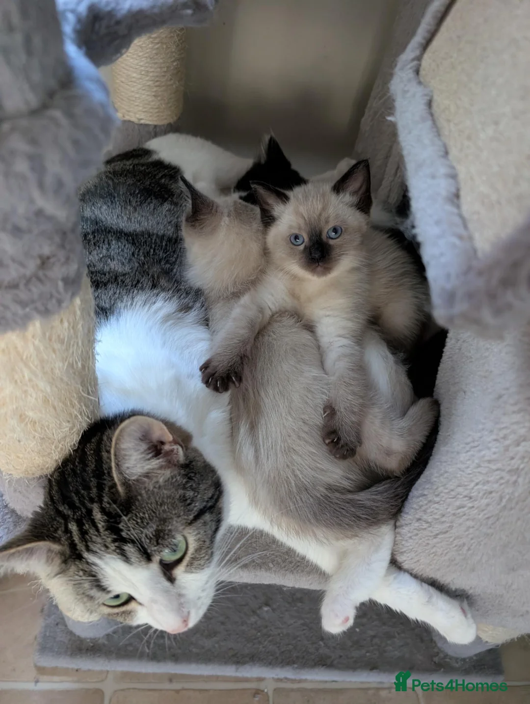 Mixed Breed cats for sale: 4 Ragdoll Cross Kittens - Advert 2