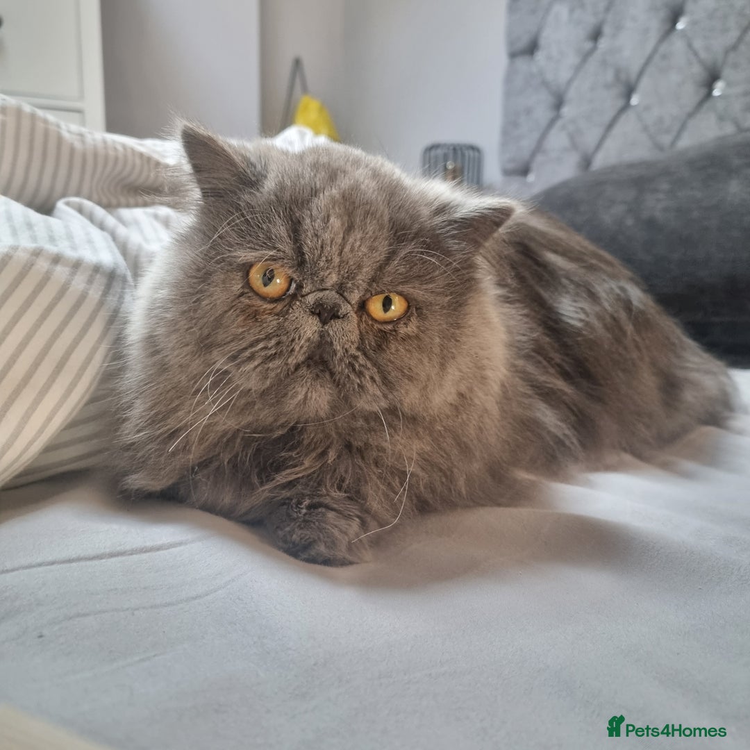 Persian cats for sale: Blue litter due in a few days time - Image 4