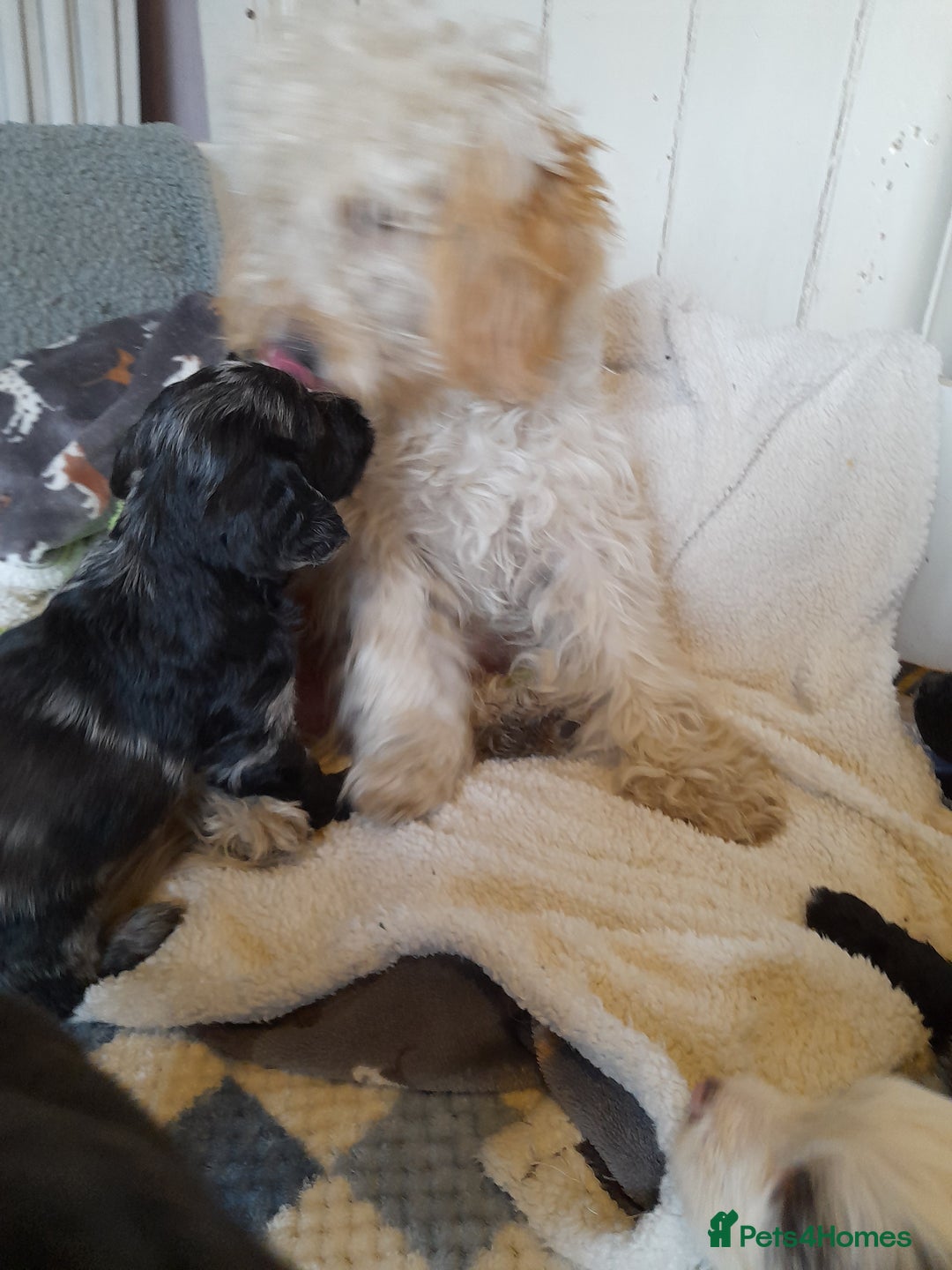 Sproodle dogs for sale: Gorgeous Sproodle pups. - Advert 3