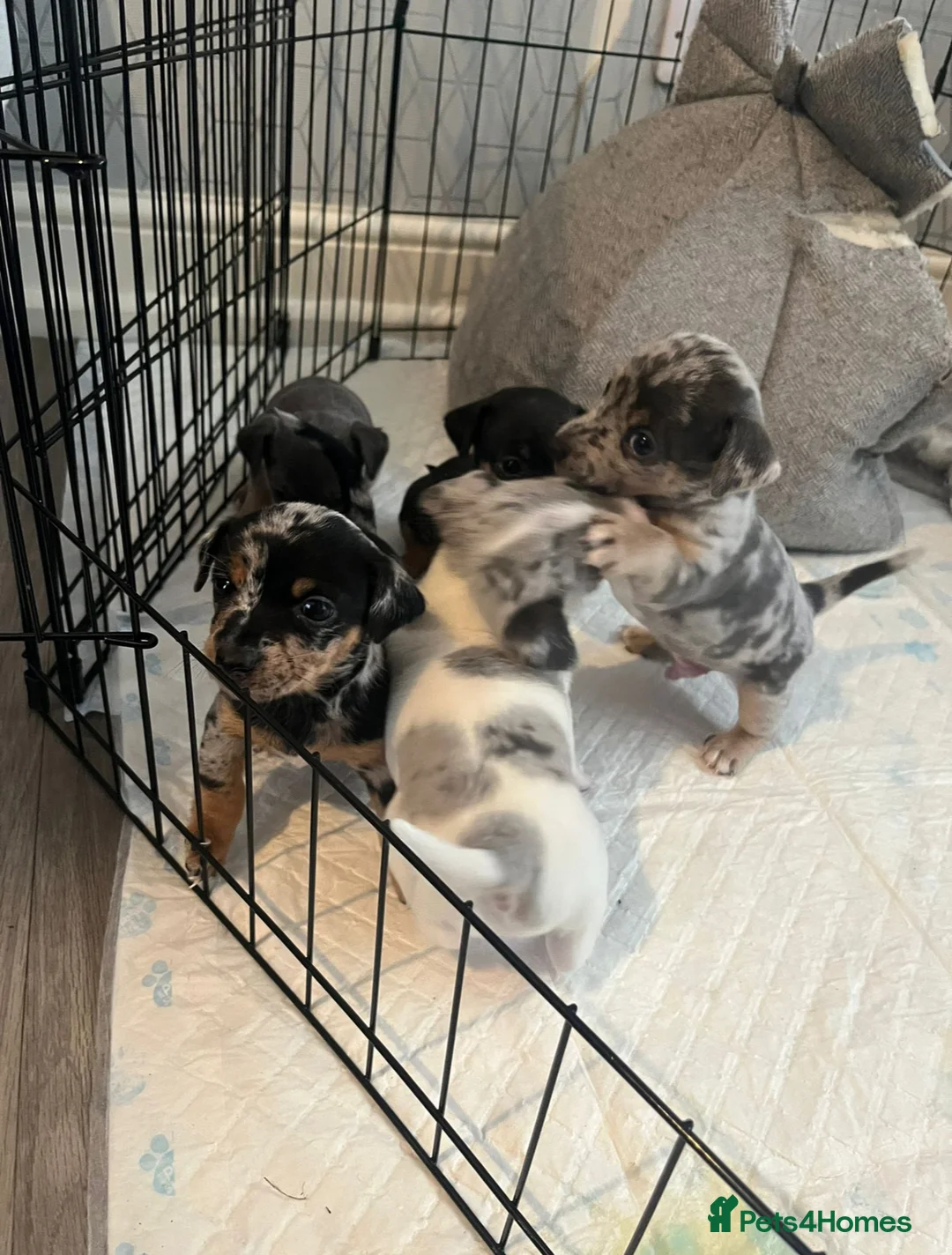 Jack Russell dogs for stud: Jack Russell for stud  - Advert 3