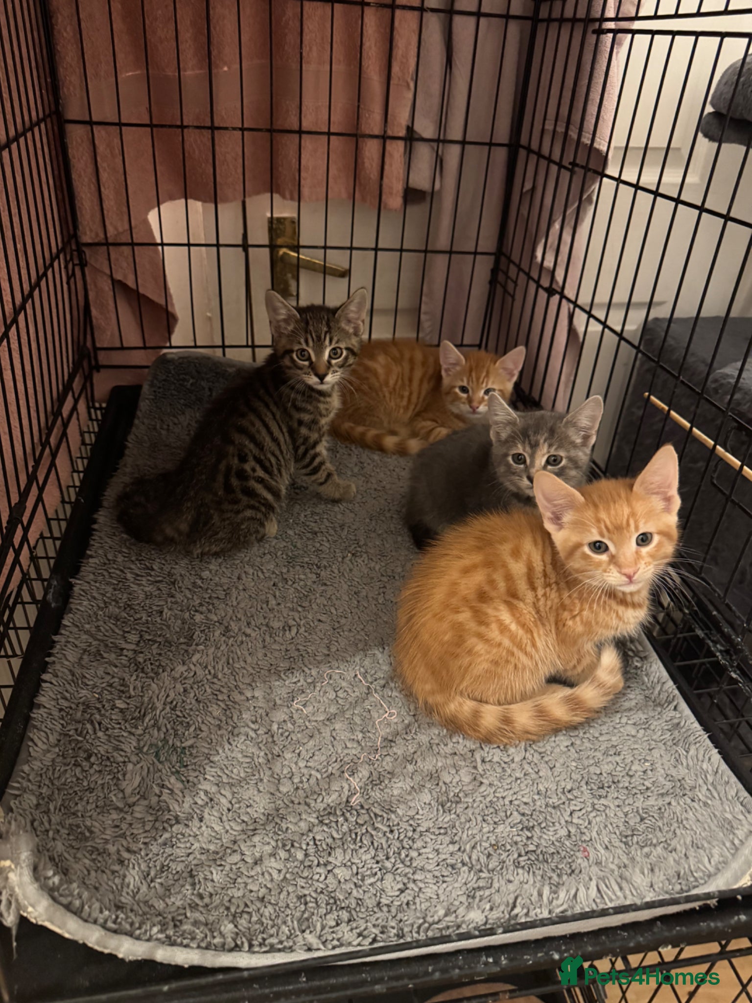 American Shorthair cats Ready To Leave Today please read full advert pleas - Advert 1
