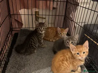 American Shorthair cats Full Ginger male and Tabby male for sale & ready - Advert 1