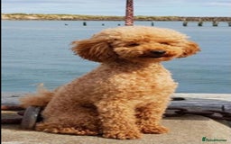Cavapoo dogs for sale: Toy Cavapoo Puppies - Image 14