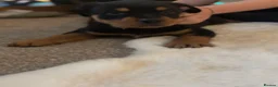 Rottweiler dogs for sale: Full Rottweiler pups  in Derby - Advert 16