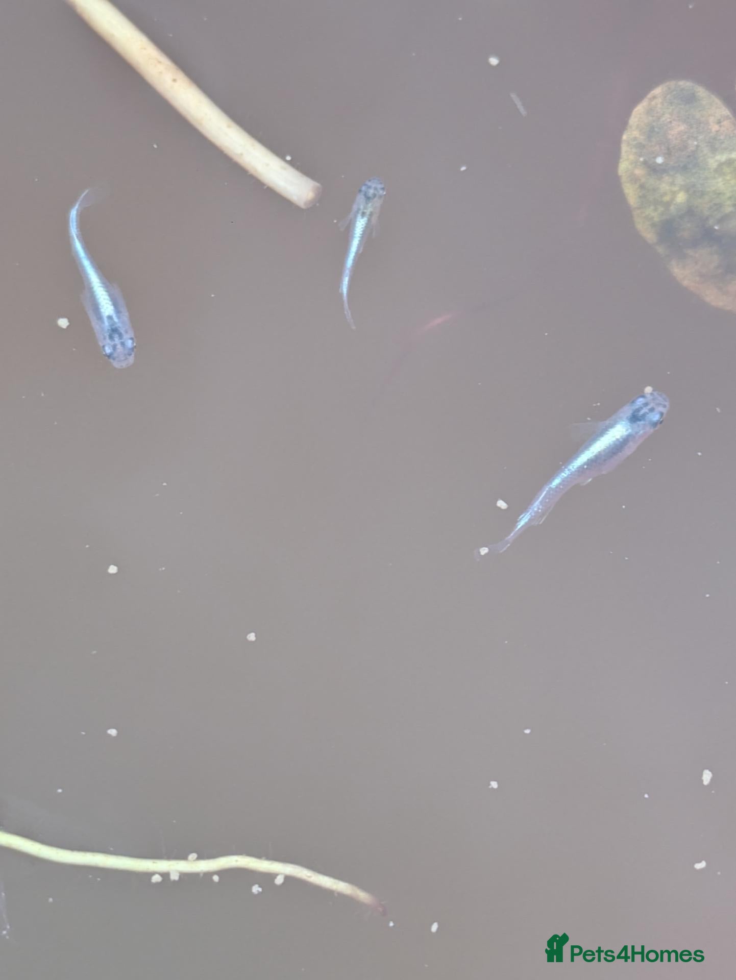 Other/Mixed Breed fish Miyuki Blue Medaka Ricefish  - Advert 2