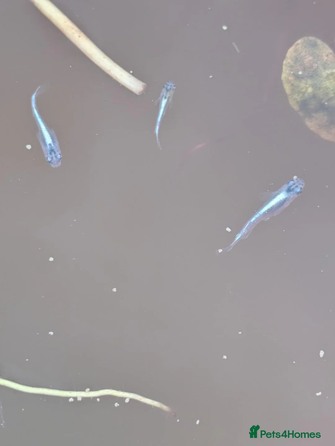 Other/Mixed Breed fish for sale: Miyuki Blue Medaka Ricefish  - Advert 1