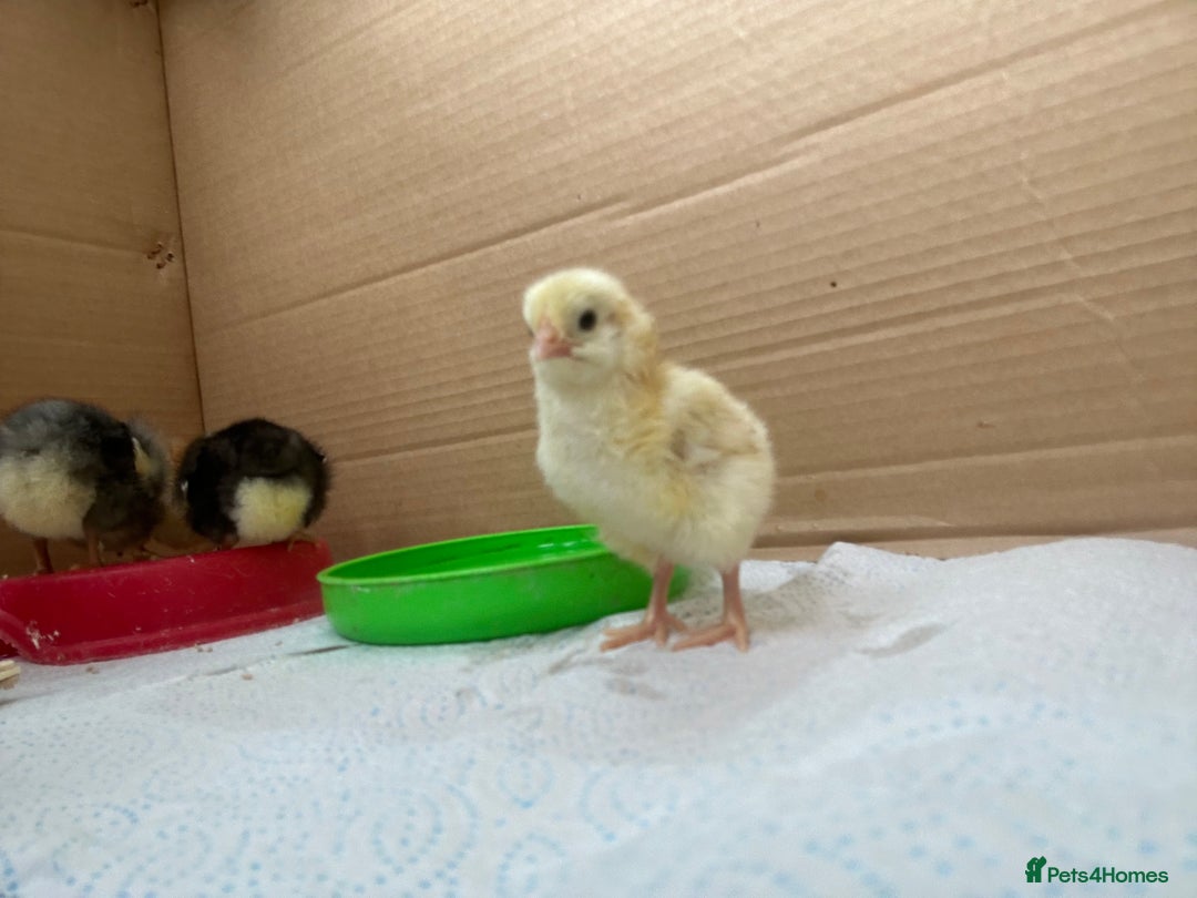 Chickens poultry for sale: Chicks for sale  - Image 6