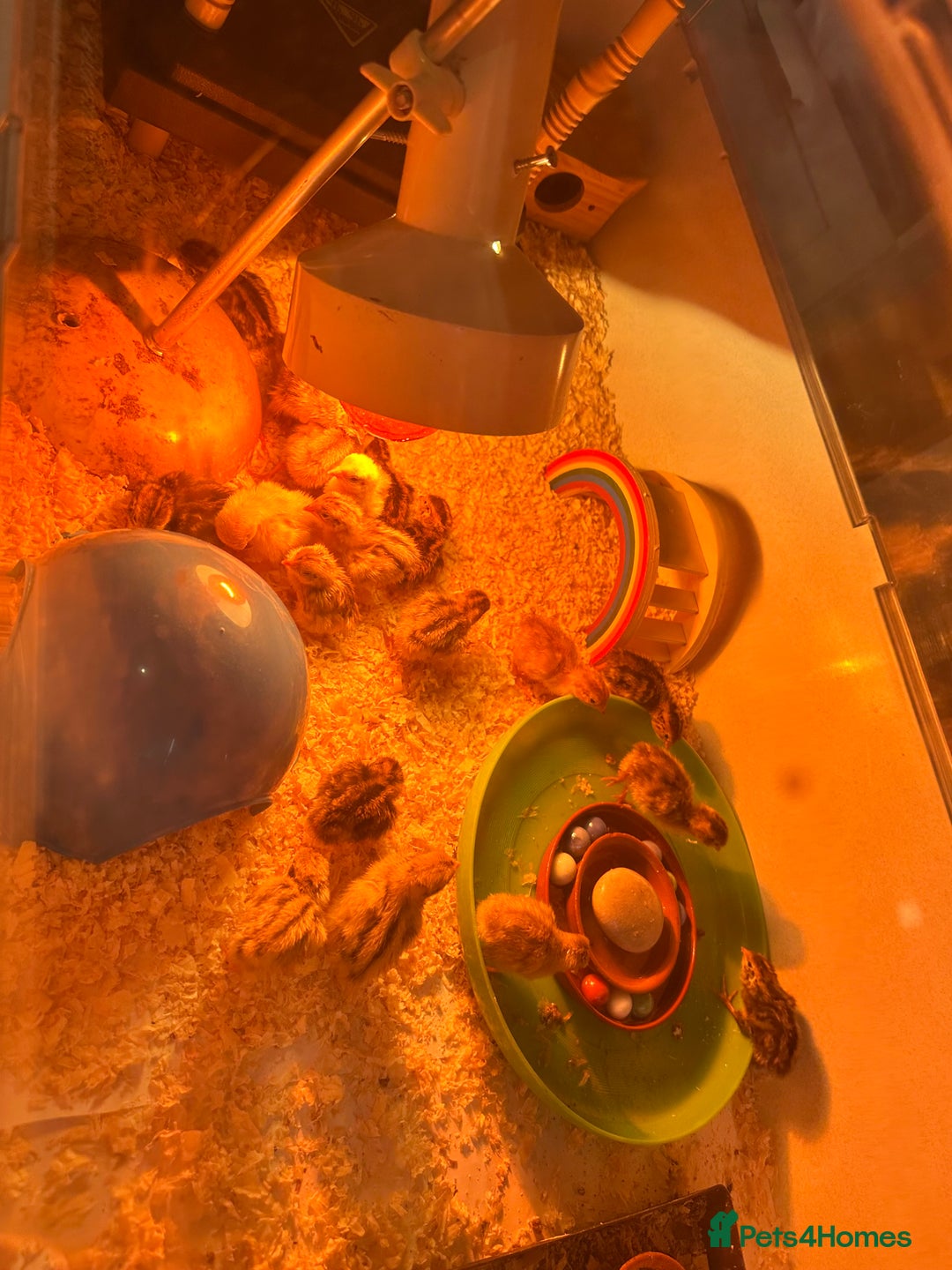 Quail poultry for sale: Quail chicks - Image 1