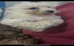 Poochon dogs for sale: Poochon puppies ready now  - Advert 3