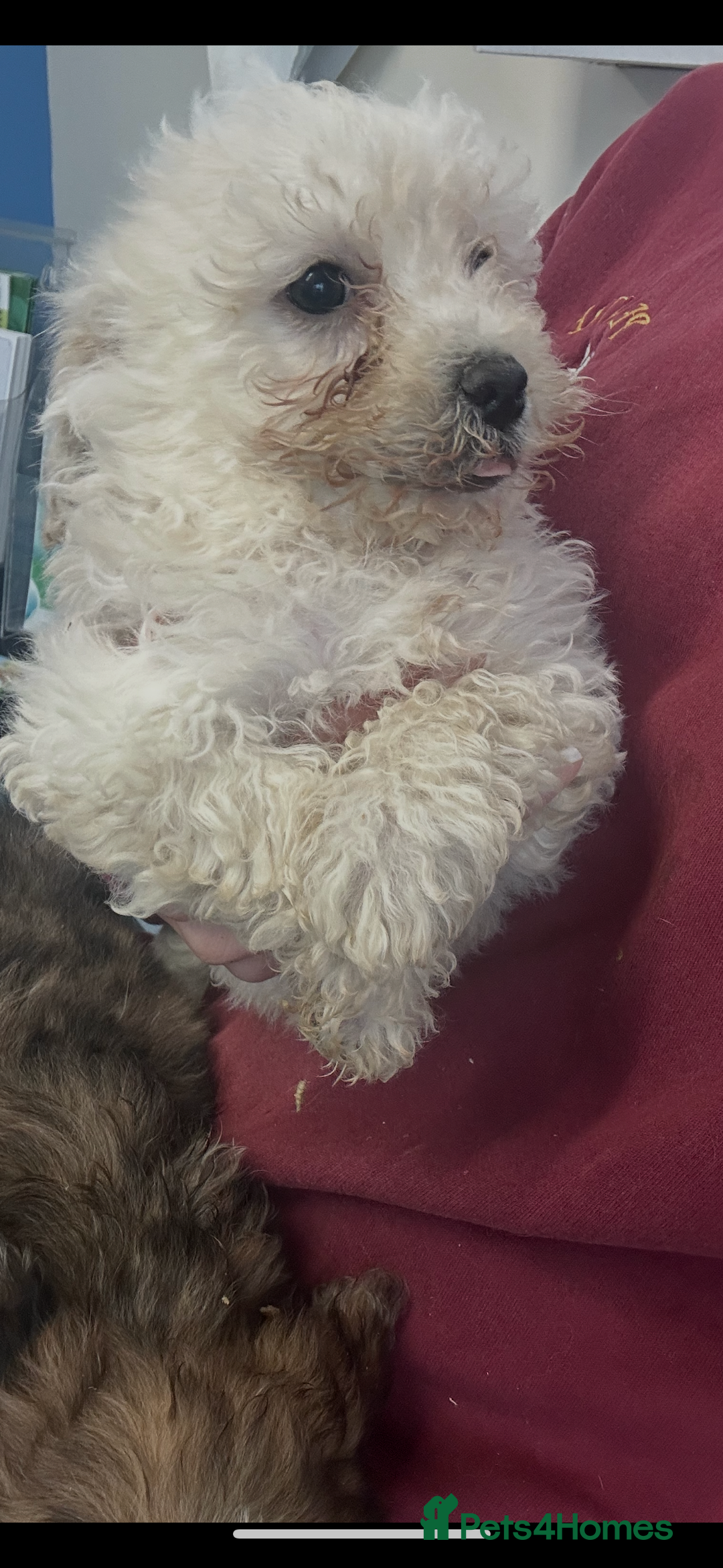 Poochon dogs for sale: Poochon puppies ready now  - Advert 3