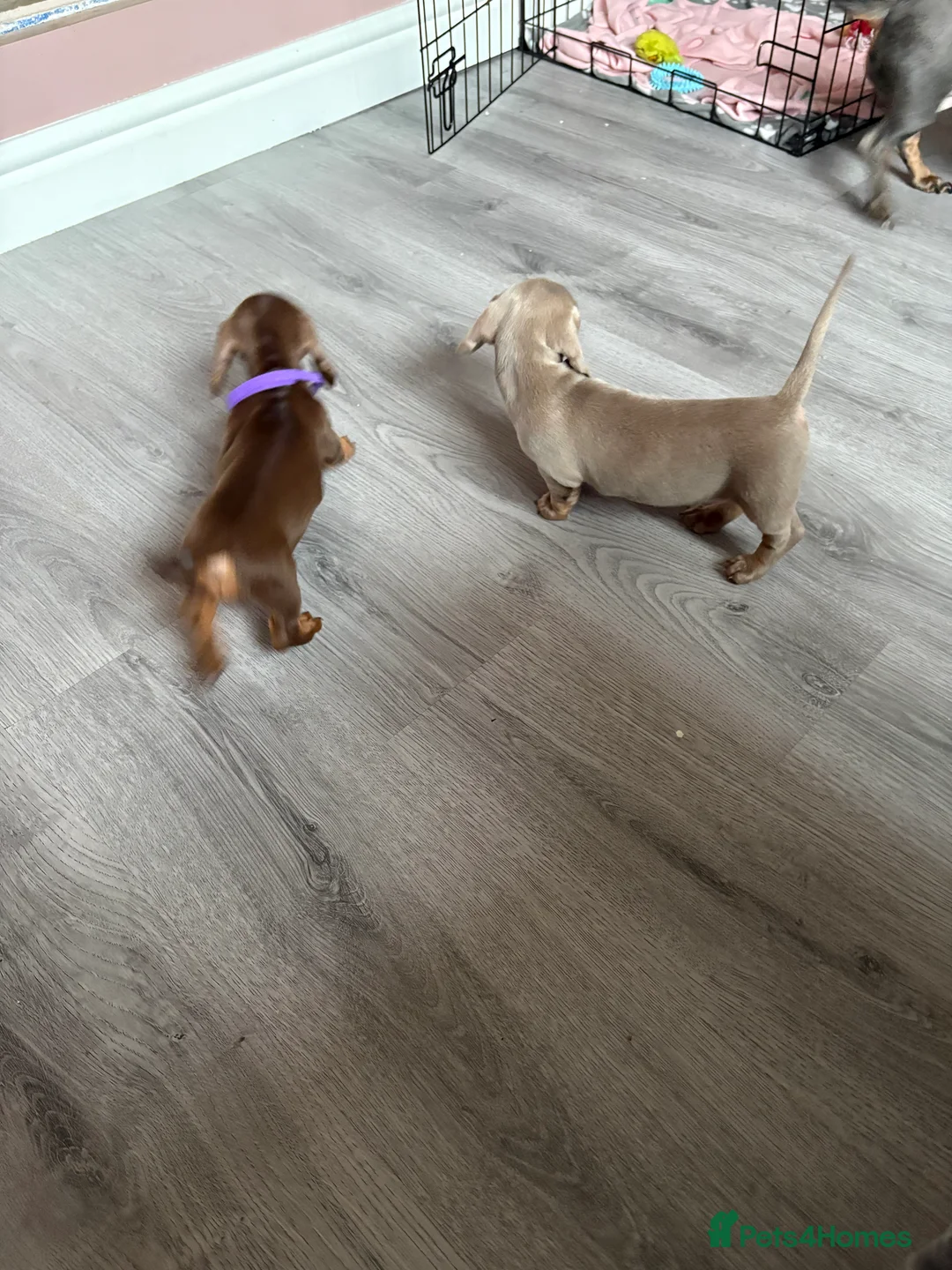 Miniature Dachshund dogs for sale: Miniature dachshund  - Advert 5