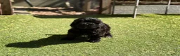 Mixed Breed dogs for sale: Gorgeous zuchon x toy poodle ready now - Advert 6